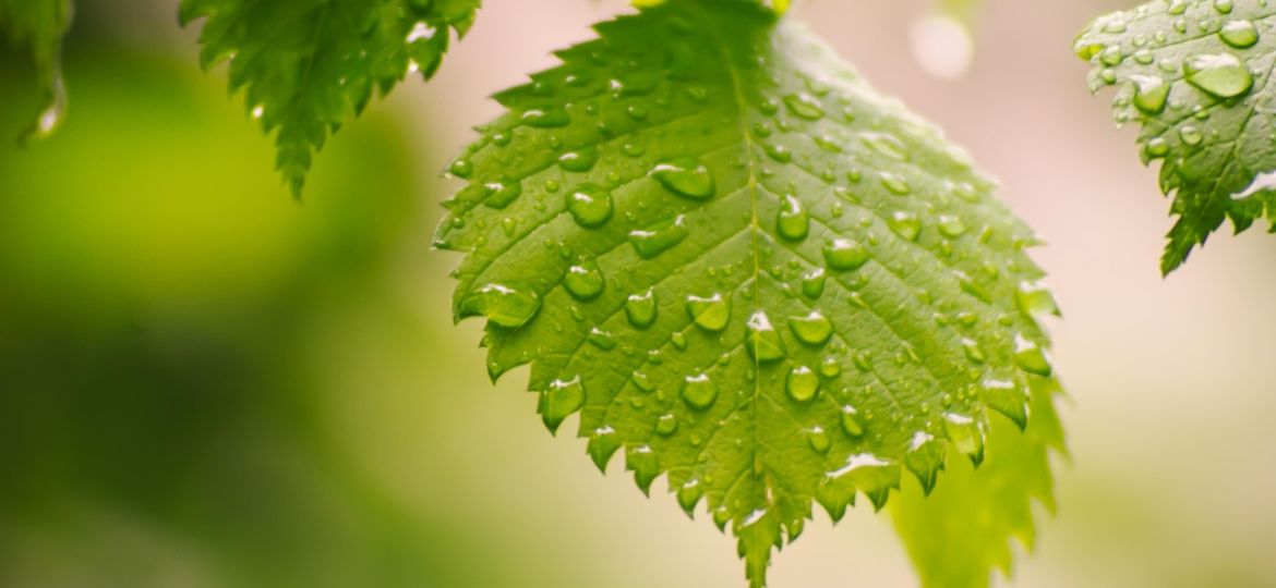 leaves-7262727-1280
