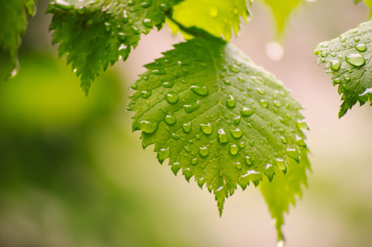 leaves-7262727-1280